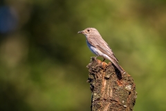 Spotted Flycatcher Lake District