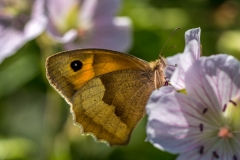 Acorn Bank butterfly