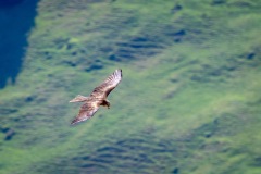 golden eagle
