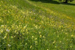 yellow rattle