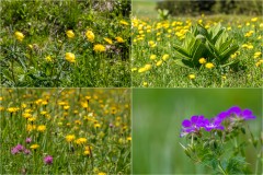 swiss wild lower meadow