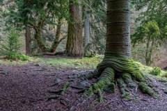 Aira Force arboretum