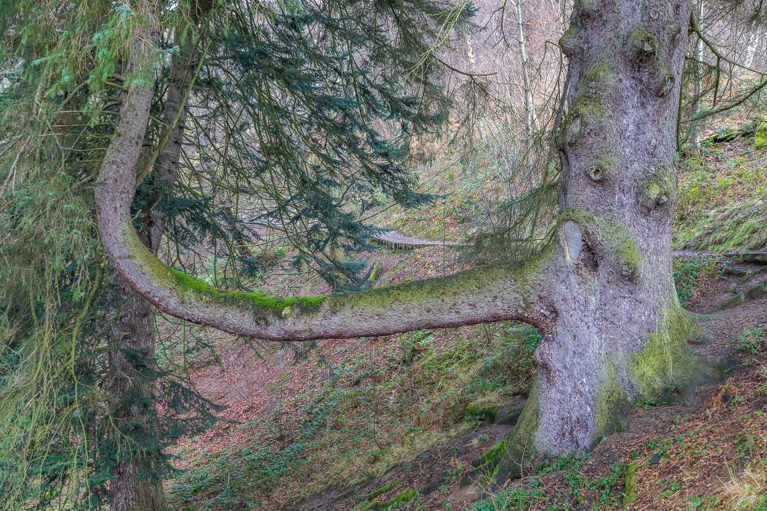 Sitka spruce Aira Force