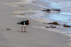 Oystercatcher
