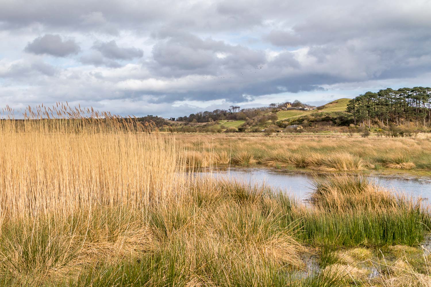 Alnmouth wetlands