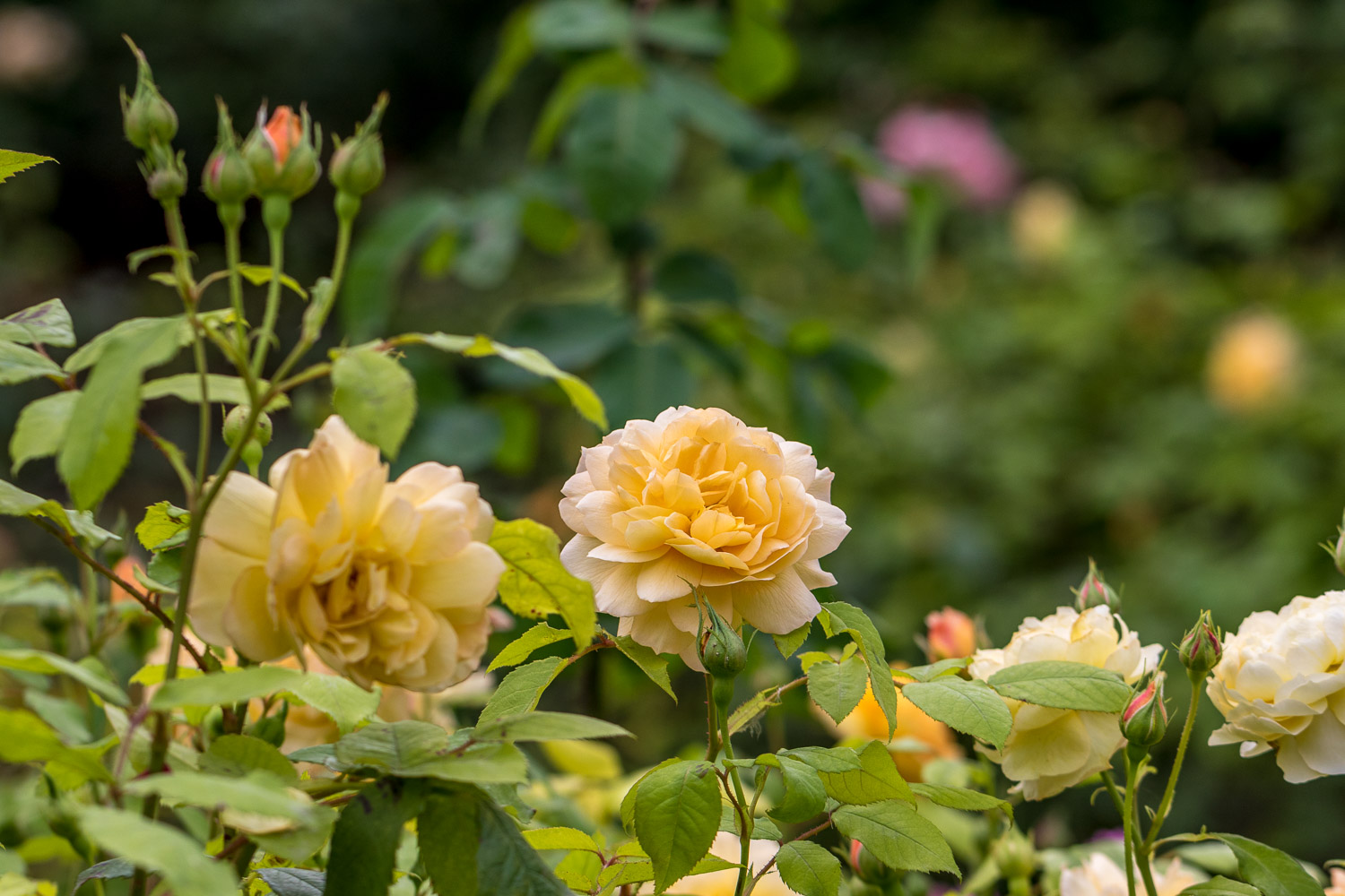 Alnwick garden rose