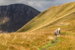 Herdwick