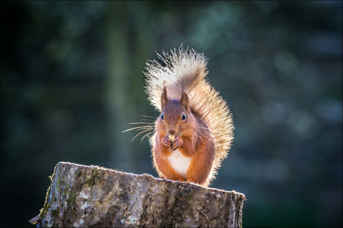 Red squirrel on log, Lake District