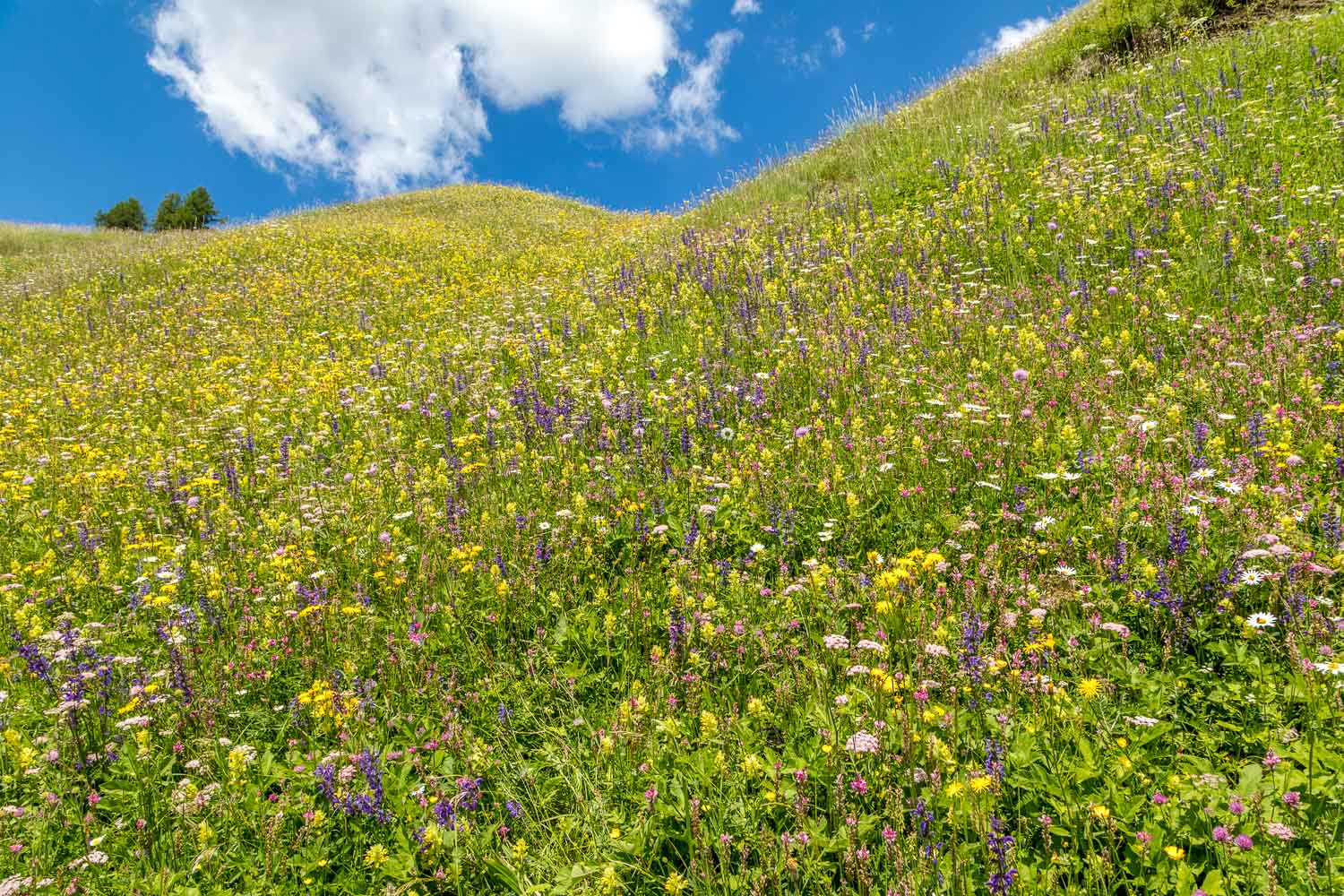 Dolomites wild flowers