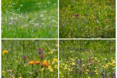 Armentara meadow