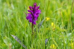 Armentara meadow