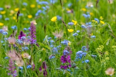 Armentara wild flowers