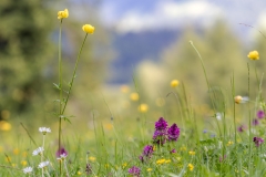 Armentara wild flowers
