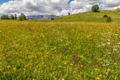 Armentara wild flower meadows