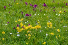 Armentara meadow
