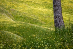 Armentara meadows