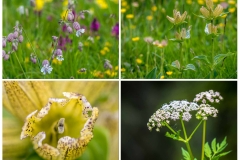 Armentara wild flowers