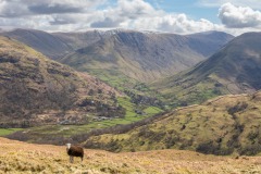 Herdwick, Hartsop