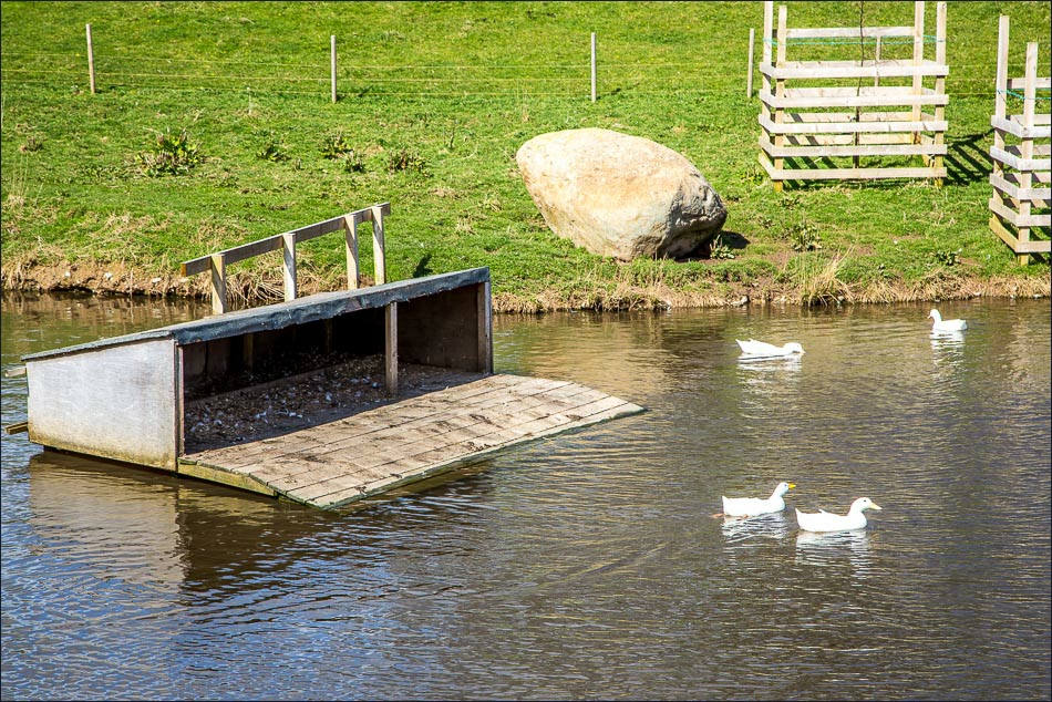 Askham Hall duck pond