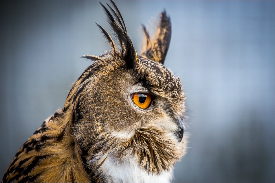 Lakeland Bird of Prey Centre Lowther, eagle owl