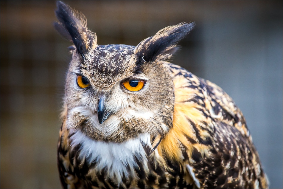 Lakeland Bird of Prey Centre Lowther, eagle owl