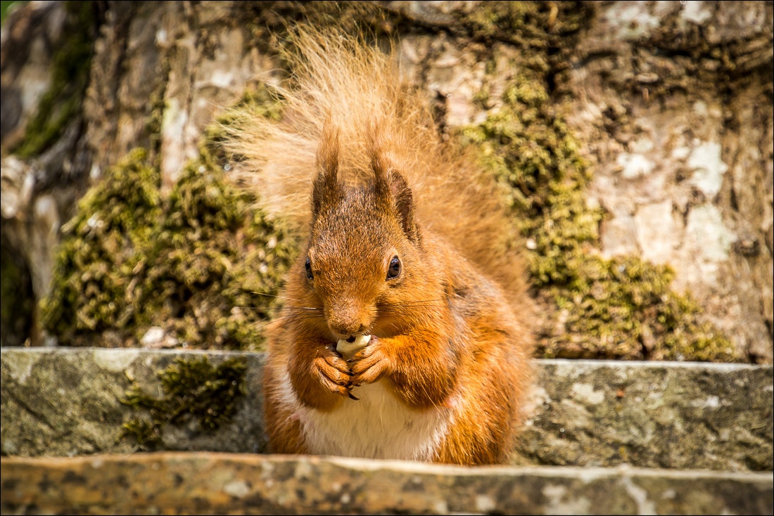 red squirrel  lake district