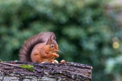 Red squirrel