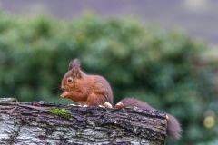 Red squirrel