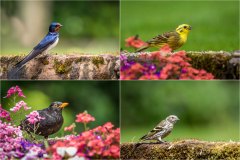 garden birds