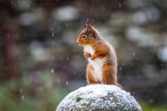Red squirrel