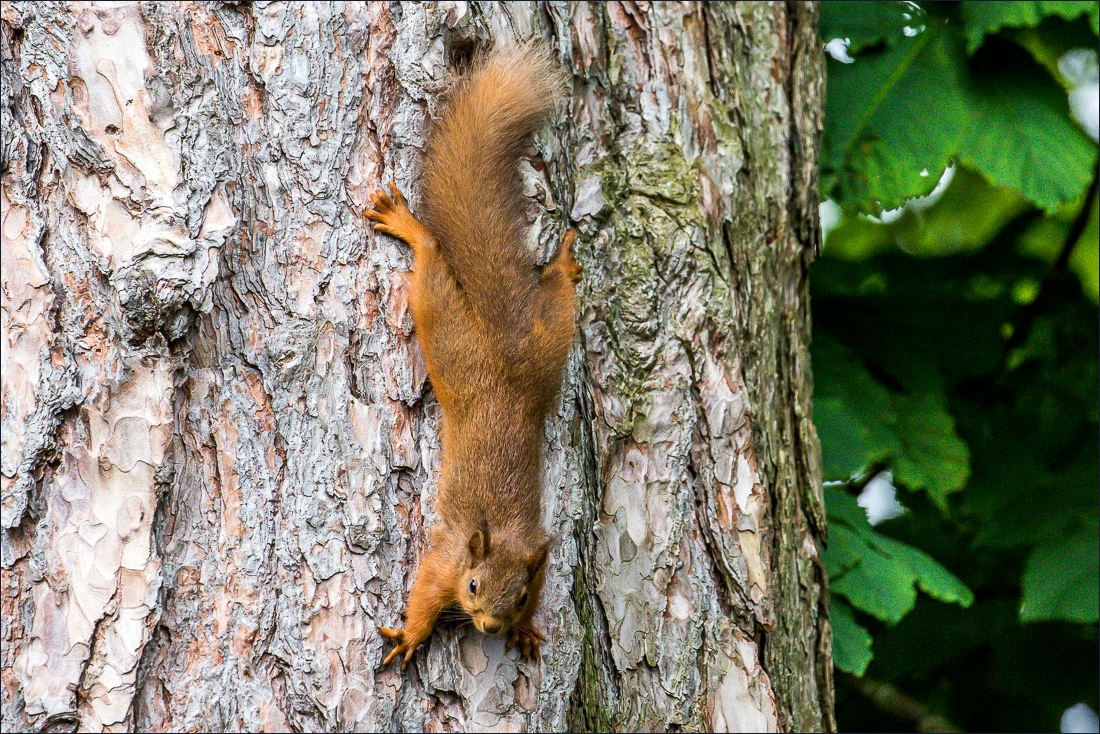 red squirrel lake district red squirrel lake district