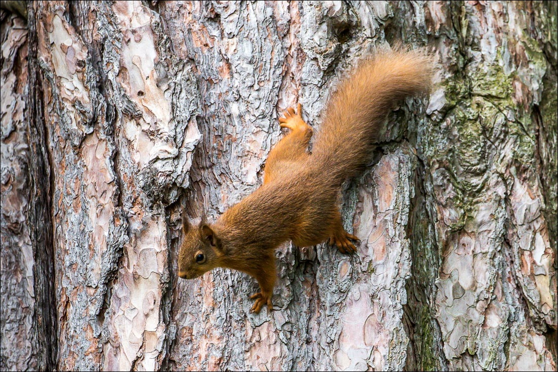 red squirrel lake district red squirrel lake district