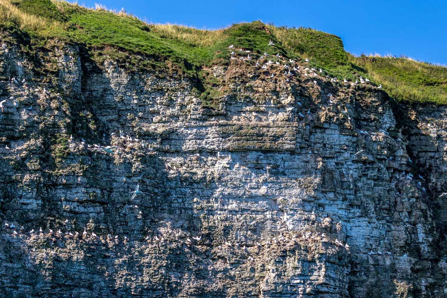 Yorkshire Belle, Bempton Cliffs