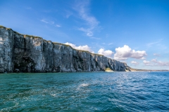 Yorkshire Belle, Bempton Cliffs