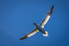 Yorkshire Belle, Bempton Cliffs, gannet