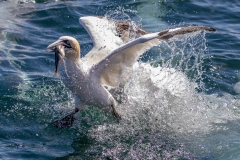 Yorkshire Belle, Bempton Cliffs, gannet