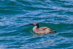 Yorkshire Belle, gannet