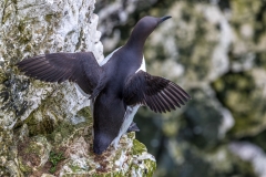 Bempton Cliffs guillemot
