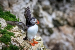 Bempton Cliffs puffins