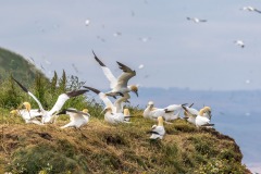 Bempton Cliffs, gannets