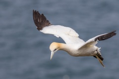 Gannet