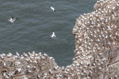 Bempton Cliffs, gannets