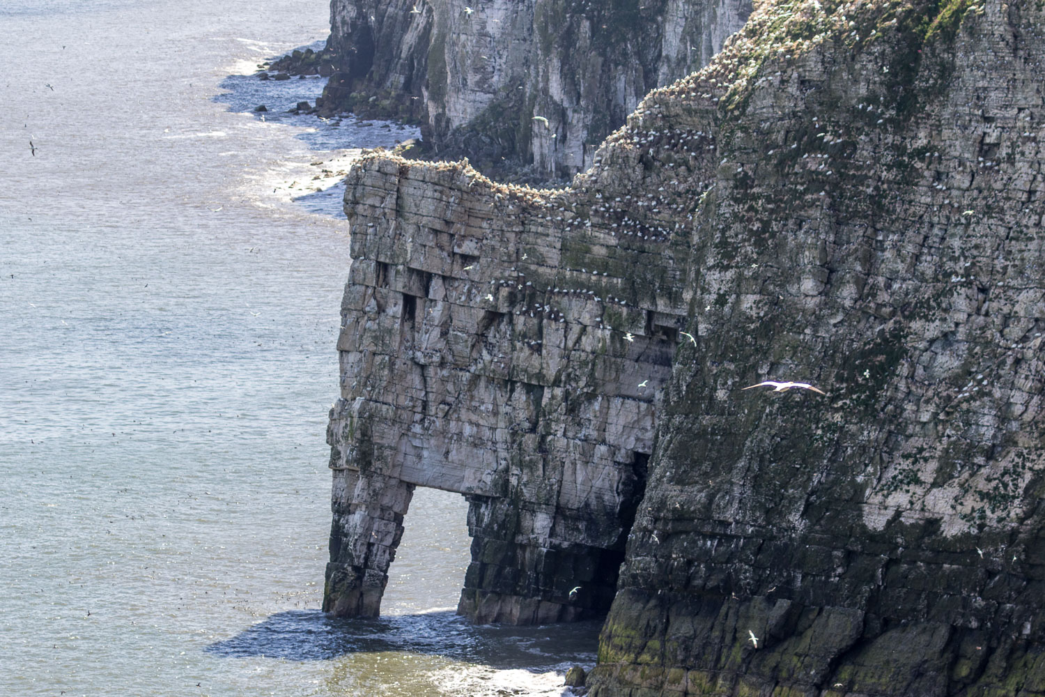 Bempton Cliffs, Scale Nab