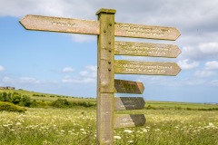 Bempton Cliffs
