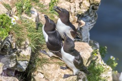 Razorbill