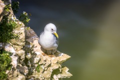 Kittiwake