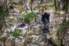 Bempton Cliffs, puffin
