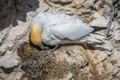 Gannet chick