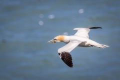 Gannet