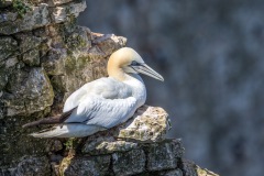 Gannet